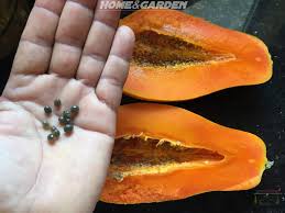 I can use them both ripe. How To Grow Papaya From Seeds Indoors Papaya Growing Papaya Plant Papaya