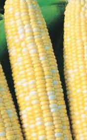 Maybe you would like to learn more about one of these? Peaches Cream Sweet Corn Seeds Se Bi Colour Type 1560 Osc Seeds