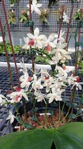 phal tetraspis c1 盾花蝴蝶 c1 table decorations home decor decor