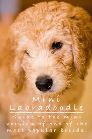This page displays 10 labradoodle dog classified listings in florida, usa. Mini Labradoodle The Miniature Or Toy Poodle Labrador Retriever Mix