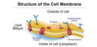 Maybe you would like to learn more about one of these? What Do You Know About The Plasma Membrane Trivia Questions Quiz Proprofs Quiz