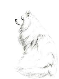 Samoyed Dog Portrait Samoyed Drawing Print Samoyed Wall Etsy Cat And Dog Tattoo Dog Pencil Drawing Samoyed