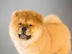 Chow Chow Dog Breed Information - American Kennel Club