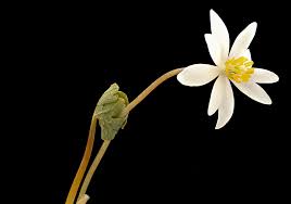 Don T Let A Naturopath Near Your Vagina Black Salve For Cervical Dysplasia Naturopathic Diaries