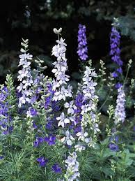 Best Lavender Flowers For Your Garden Larkspur Flower Autumn Garden Annual Plants