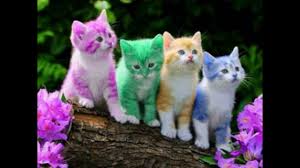 صور 10 قطط جميلين 10 Beautiful Cats Pictures Youtube