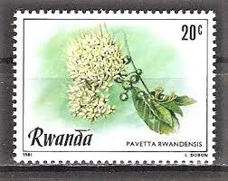 Image result for Pavetta rwandensis