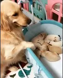 Tan Dulce Mama Pesa A Sus Cachorros Para Dormir Animalesacuaticos Animal 2020 Sevimli Hayvan Yavrulari Sevimli Kopek Yavrulari Komik Hayvan Videolari