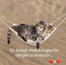 Seda Sevimli Hayvan Yavrulari Hayvan Evcil Hayvanlar