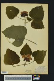 Image result for Clerodendrum fasciculatum