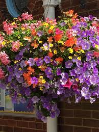 Check spelling or type a new query. Hanging Baskets Of Flowers Ireland