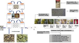 Image result for Gnidia kraussiana