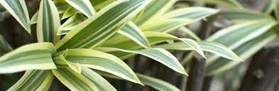 This is a slow growing plant that can be used as a table plant, bush, or short tree. Dracaena Care Guide Growing Information And Tips Proflowers