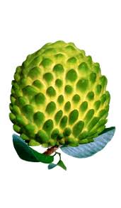 Check spelling or type a new query. Atemoya Tree Grafted