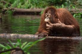 They are very observant and inquisitive, and there are many stories of orangutans. Orangutan Facts Save The Orangutan