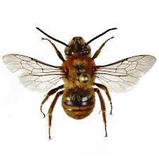 Image result for Peponium sp. A