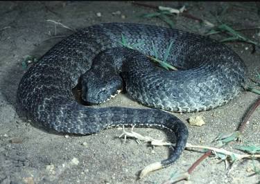 The Common Death Adder (Acanthophis antarcticus), AI generated