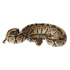 The ball pythons for sale are guaranteed eating , and sexed correctly. Ball Python Snake For Sale Live Pet Reptiles Petsmart