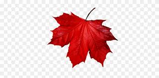 Explore and share the best falling leaves gifs and most popular animated gifs here on giphy. Fall Leaves Transparent Gif 3 Gif Images Download Falling Cap With A Maple Leaf Symbol Adult Unisex White And Free Transparent Png Clipart Images Download