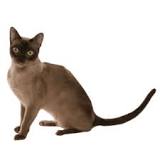 Burmese: Personality, Diet, Grooming, Training | Petplan