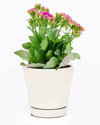 Image result for Kalanchoe calandiva