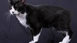 What Is Manx Syndrome? - Purrfect Love