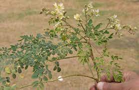 A Branch Of Sonjna Drumstick Tree Moringa Oleifera With Leaves And Flowers At Kolkata India Moringa Tree Moringa Benefits Of Moringa Leaves