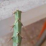 Image result for Euphorbia schinzii