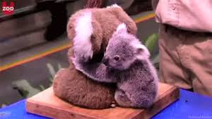 K Koalas And Their Hugs Are The Best In The World Cute Animals Baby Koala Baby Animals