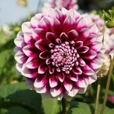 Have fun your day with every single moment. 100 Ide Bunga Dahlia Bunga Dahlia Dahlia Bunga