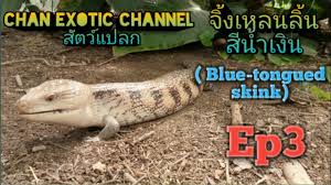 blue tongue skink ราคา cat