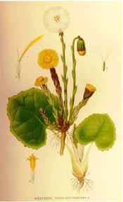, carduus cinereus, is a new class a noxious weed for 2021. Coltsfoot Health Benefits And Side Effects Herbalism Herbal Plants Medicinal Plants