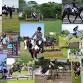 Fawkham RC dressage - show 3 event image