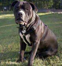 Com demo'33, released 30 january 2014 1. American Bandog A Description Of The Breed Features Of The Content Fight Dogs Of Dogs