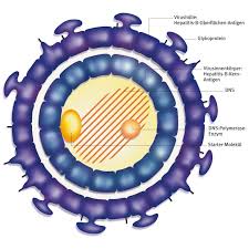 Gelbsucht und hepatitis b können sehr unterschiedlich sein, da gelbsucht ein zeichen ist, das bei verschiedenen erkrankungen auftreten kann. Virushepatitis Aus Dem Gesundheitslexikon Gesundheit Medizin Und Heilkunde Auf Wissen De