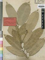 Image result for Rinorea ilicifolia