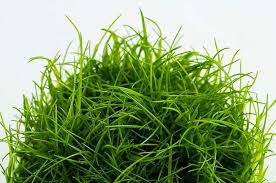 Image result for Eleocharis caduca