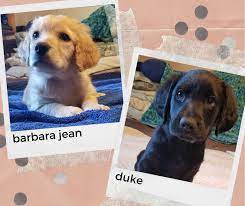 Akc champion sired labrador retriever puppies in yellow, black, or chocolate from for information call. April Brought Us Lab Labradoodle Puppies Spokane Humane Society