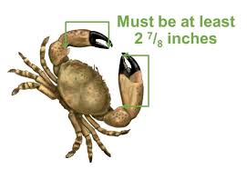 Maybe you would like to learn more about one of these? Countdown To Stone Crab Season New Rules Apply Florida Keys Weekly Newspapers