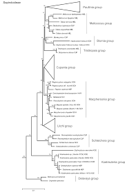 Image result for Eriocoelum microspermum