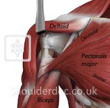 Prevents inferior translation and external rotation in the abducted shoulder, and provides stability to the long head of the biceps tendon (neer cs ii, corr 1992;280:182). Pectoralis Major Transfer Shoulderdoc