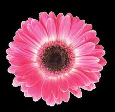 GERBERA