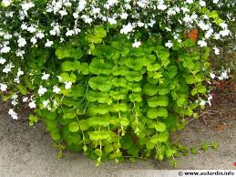 Jardinière plein soleil pétunia retombant. Lysimaque Nummulaire Herbe Aux Ecus Lysimachia Nummularia Planter Cultiver Multiplier