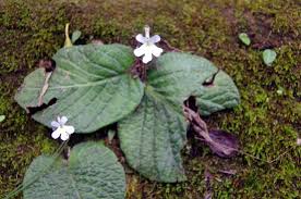 Image result for Streptocarpus hirticapsa