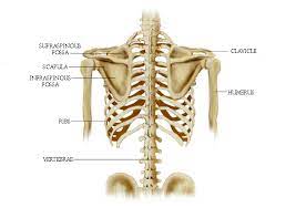 The rib cage is formed by the sternum, costal cartilage, ribs, and the bodies of the thoracic vertebrae. The Twelfth Ribs Full Circle School Of Massage Therapyfull Circle School Of Massage Therapy