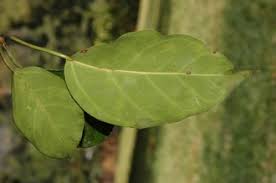 Image result for Ficus ottoniifolia