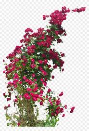 Maybe you would like to learn more about one of these? Flower Plant Liked On Polyvore Featuring Home Home Climbing Plant With Flowers Png Clipart 2589072 Pikpng