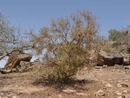 Image result for Hexalobus monopetalus