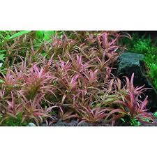 Image result for Rotala mexicana