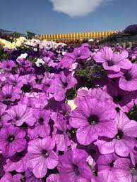 Petunia Tea Beekenkamp Petunias Plants Planting Vegetables
